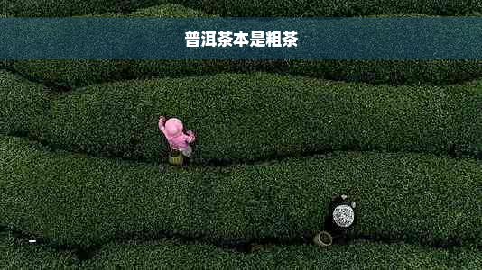 普洱茶本是粗茶