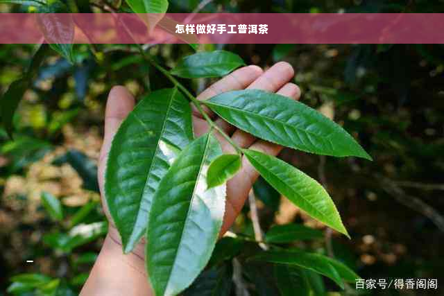 怎样做好手工普洱茶