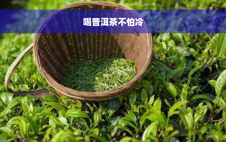 喝普洱茶不怕冷