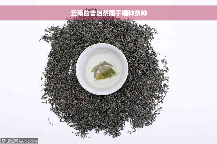 云南的普洱茶属于哪种茶种