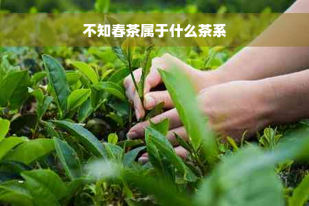 不知春茶属于什么茶系