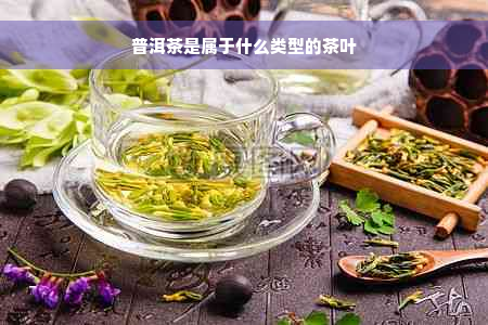 普洱茶是属于什么类型的茶叶