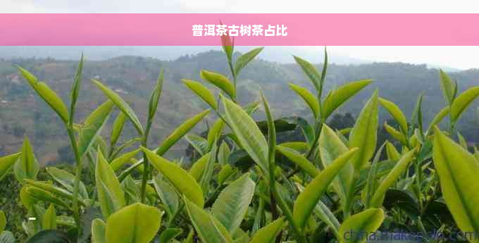 普洱茶古树茶占比