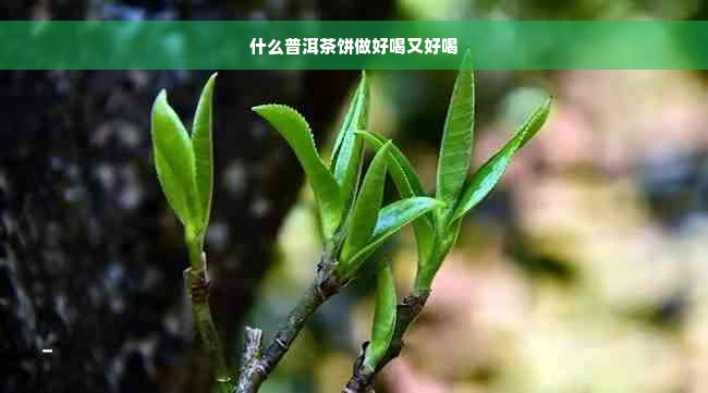 什么普洱茶饼做好喝又好喝