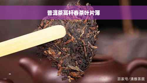 普洱茶高杆春茶叶片薄