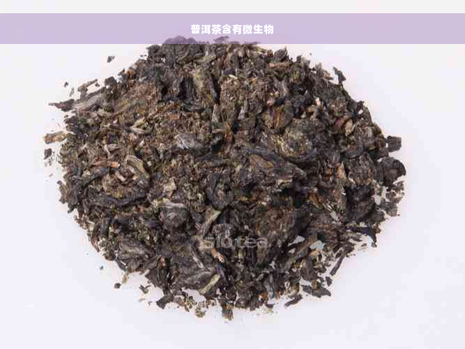 普洱茶含有微生物