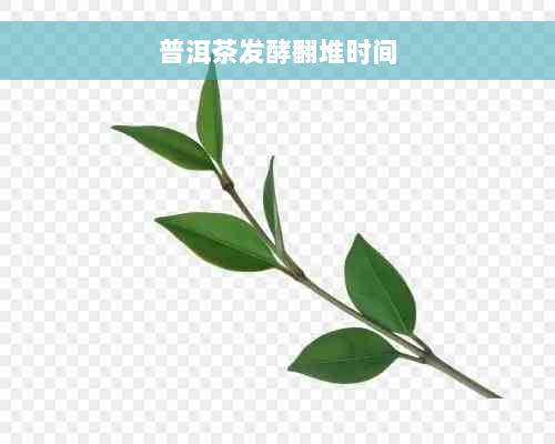 普洱茶发酵翻堆时间