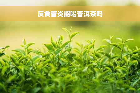 反食管炎能喝普洱茶吗