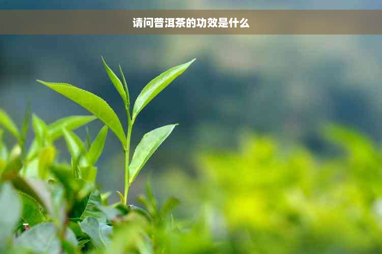 请问普洱茶的功效是什么