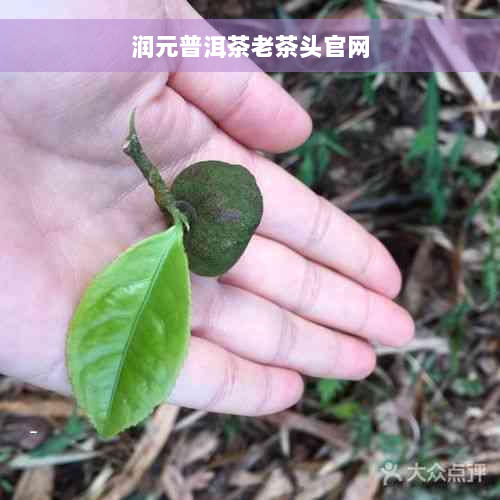 润元普洱茶老茶头官网