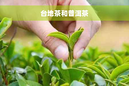 台地茶和普洱茶