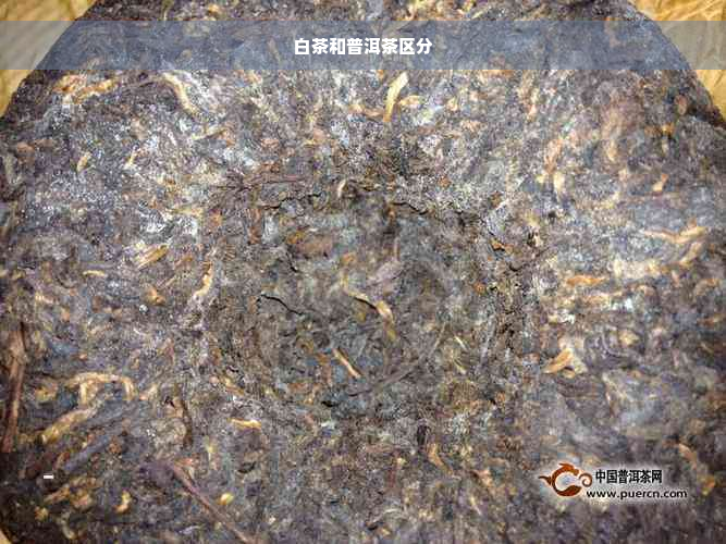 白茶和普洱茶区分