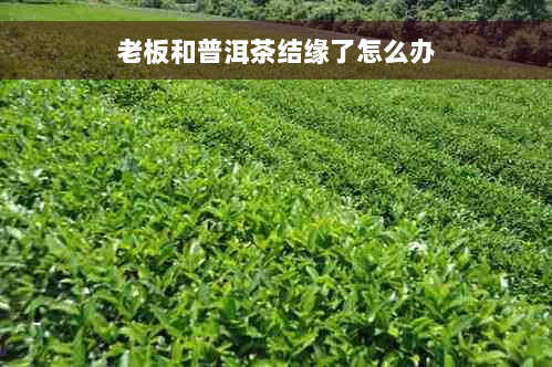 老板和普洱茶结缘了怎么办