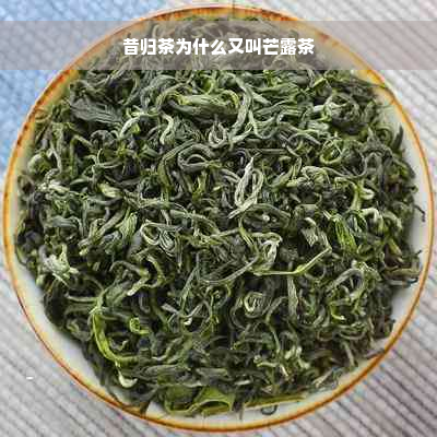 昔归茶为什么又叫芒露茶