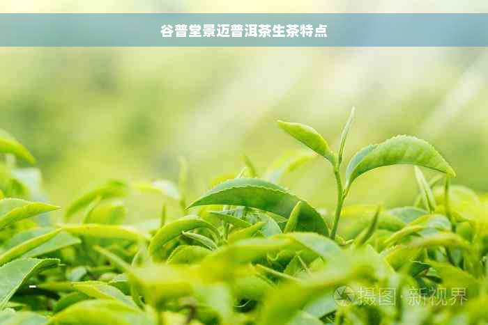 谷普堂景迈普洱茶生茶特点