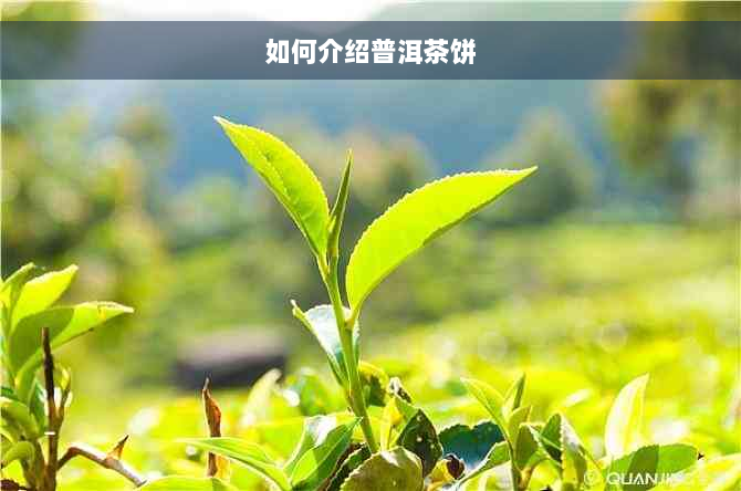 如何介绍普洱茶饼