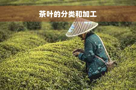 茶叶的分类和加工