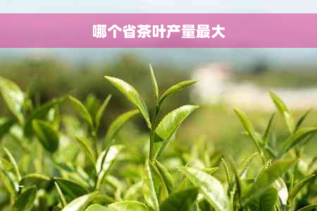 哪个省茶叶产量更大