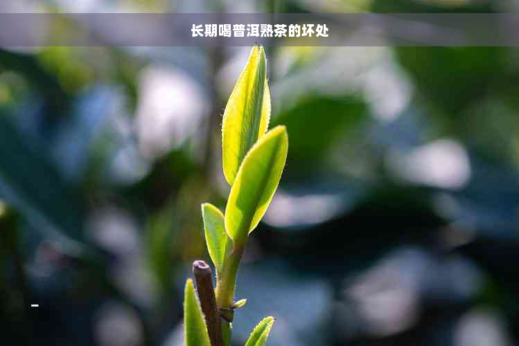 长期喝普洱熟茶的坏处