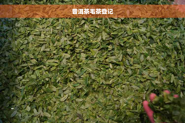 普洱茶毛茶登记