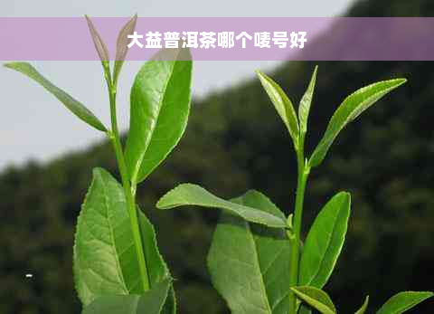 大益普洱茶哪个唛号好