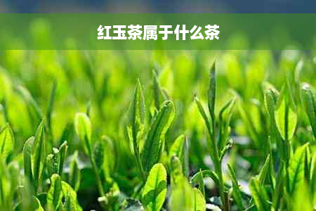 红玉茶属于什么茶