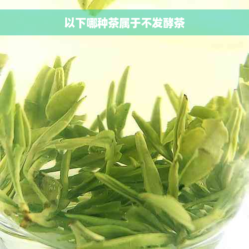 以下哪种茶属于不发酵茶