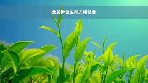 龙腾世普洱茶吉祥茶业