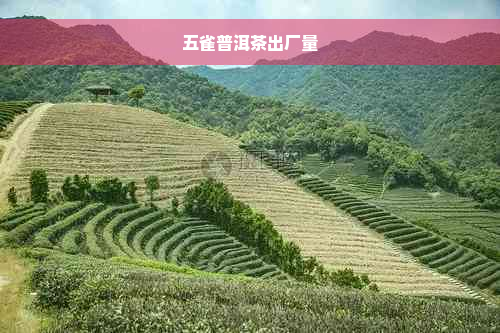 五雀普洱茶出厂量