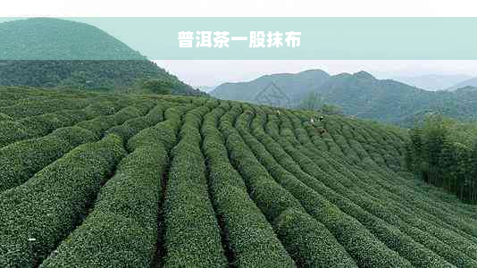 普洱茶一股抹布