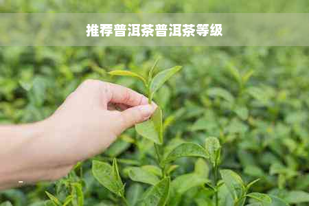 推荐普洱茶普洱茶等级