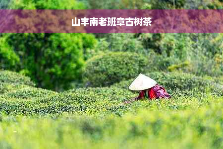 山丰南老班章古树茶