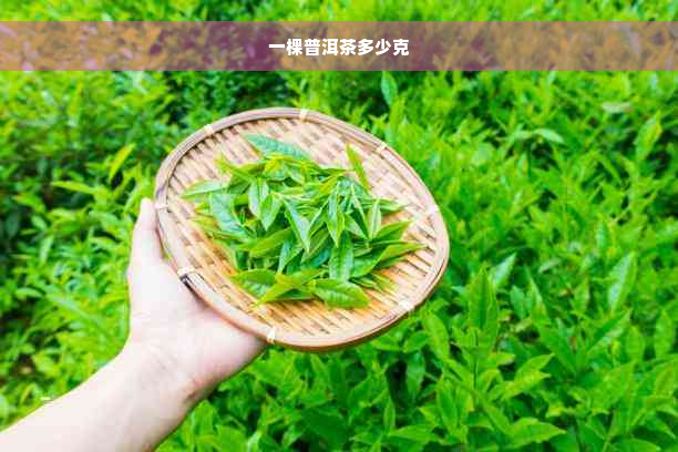 一棵普洱茶多少克