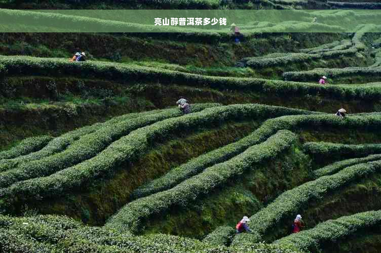 亮山醇普洱茶多少钱