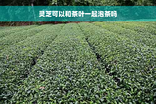 灵芝可以和茶叶一起泡茶吗