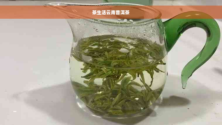 茶生活云南普洱茶