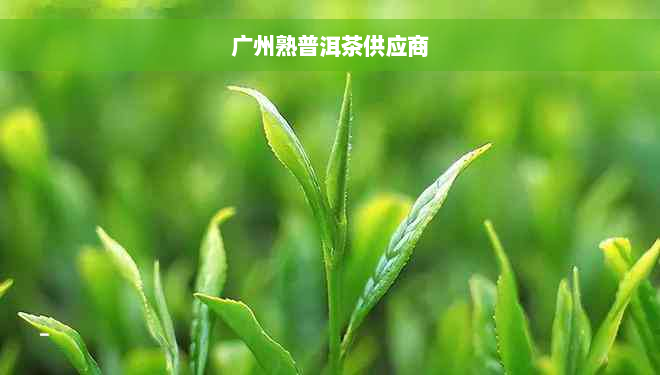 广州熟普洱茶供应商