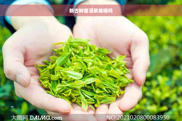 新古树普洱茶能喝吗