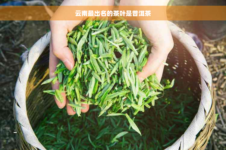 云南最出名的茶叶是普洱茶