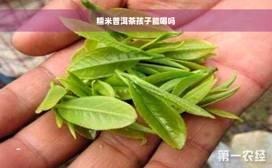 糯米普洱茶孩子能喝吗