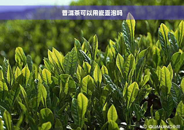 普洱茶可以用瓷壶泡吗