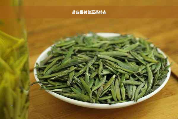 昔归母树普洱茶特点