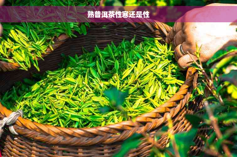 熟普洱茶性寒还是性