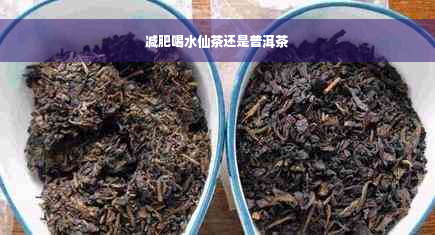 减肥喝水仙茶还是普洱茶