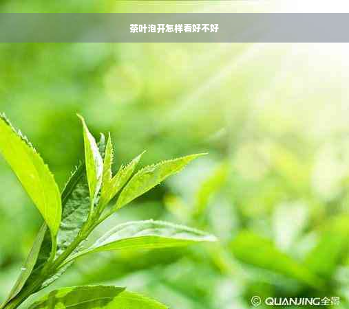 茶叶泡开怎样看好不好