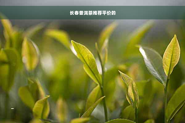 长春普洱茶推荐平价的