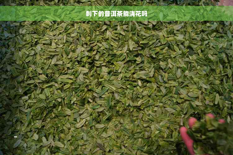 剩下的普洱茶能浇花吗