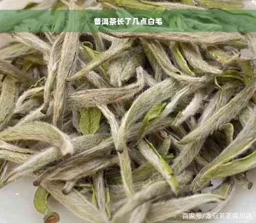 普洱茶长了几点白毛