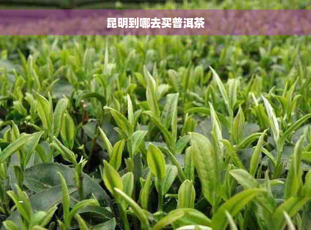 昆明到哪去买普洱茶