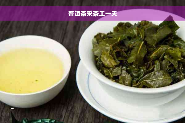 普洱茶采茶工一天